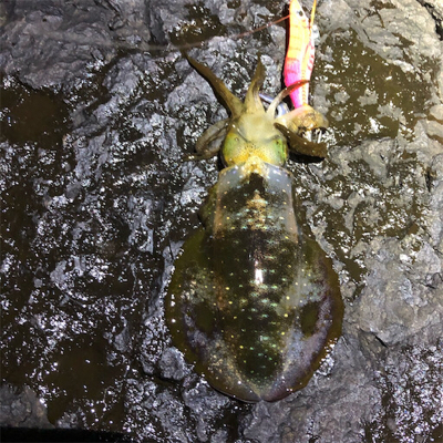 2021 佐渡ヶ島エギング