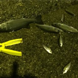 予期せぬゲスト