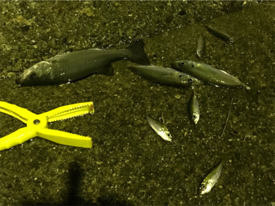 予期せぬゲスト