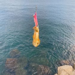 朝マズメエギング