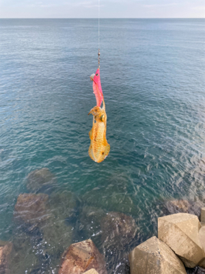 朝マズメエギング