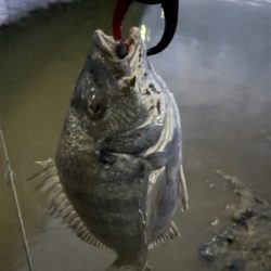 懲りずに今日も釣行！