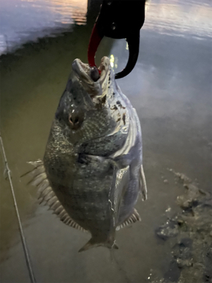 懲りずに今日も釣行！