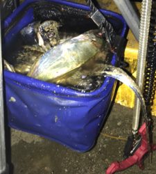 2時まではコンスタントに釣れていたのだが、、、