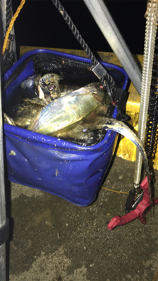 2時まではコンスタントに釣れていたのだが、、、