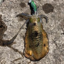 2021 佐渡ヶ島エギング 14回目