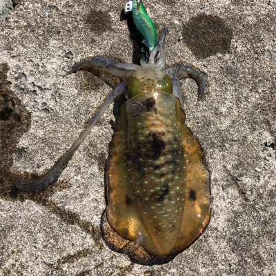 2021 佐渡ヶ島エギング 14回目