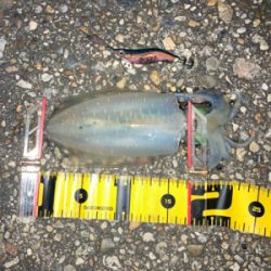 やっぱりエギングはエギのローテが大事(^｡^)