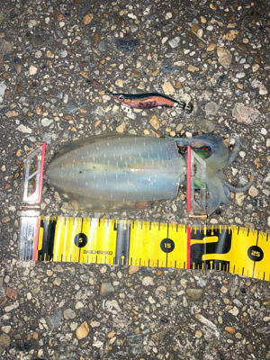 やっぱりエギングはエギのローテが大事(^｡^)