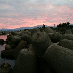 障泥烏賊4杯！キジハタ1匹！