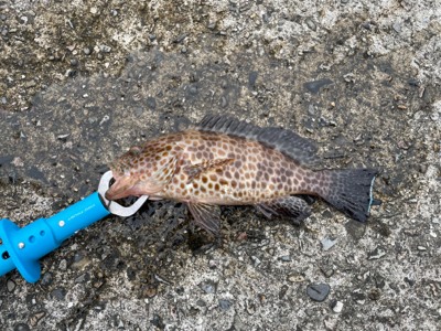 ウキダンゴ釣り