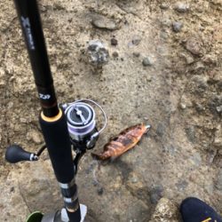 久々ロックフィッシュ、おまけでエギング