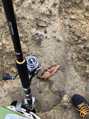 久々ロックフィッシュ、おまけでエギング