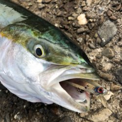 静寂の中のサゴシチューン