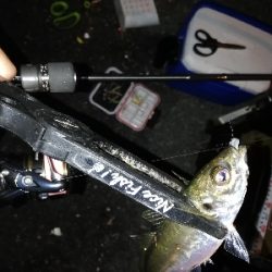 豆アジング@南港