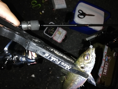 豆アジング@南港