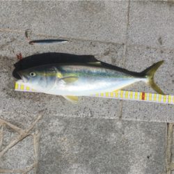 今日も1日ジギングを楽しみました