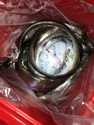 タチウオ短時間勝負