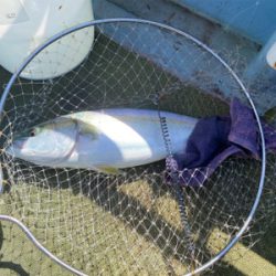 淡路島で落とし込み