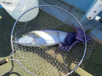 淡路島で落とし込み