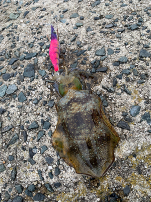 日本海エギング