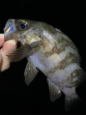 アジング・メバリング