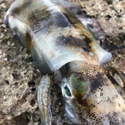 2021 佐渡ヶ島エギング 16回目