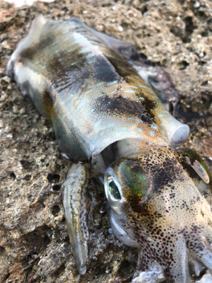 2021 佐渡ヶ島エギング 16回目