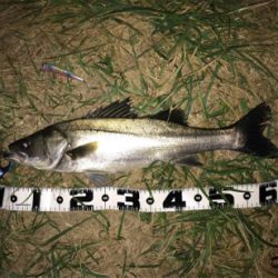 ランカーまで後2cm(>_<)