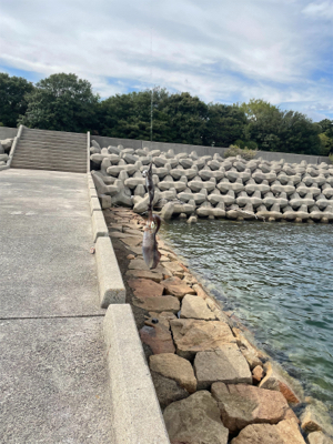 サイトエギング