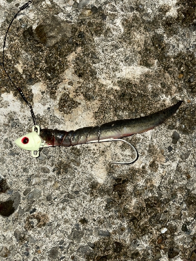 はじめての和歌浦漁港