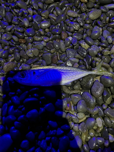 ロマンを求めて