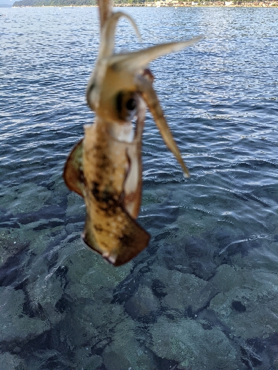 朝マズメエギング