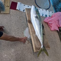 太刀魚からのブリ