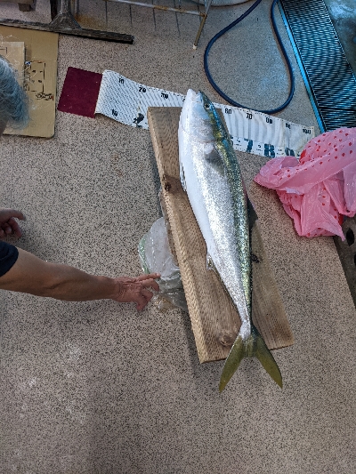 太刀魚からのブリ