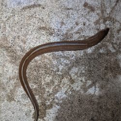 キジハタ35cm出ました