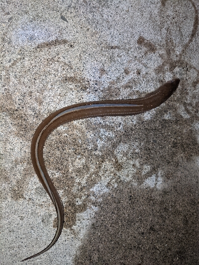 キジハタ35cm出ました