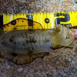 ムーンナイトエギング