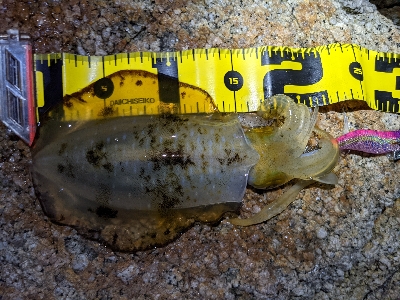 ムーンナイトエギング