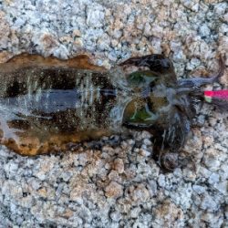 夕マズメエギング