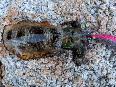 夕マズメエギング