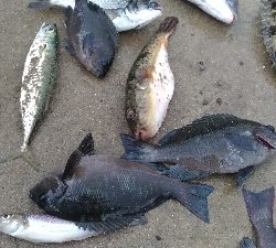 9/12釣果 秋のハイシーズン突入ですね