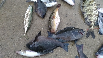 9/12釣果 秋のハイシーズン突入ですね