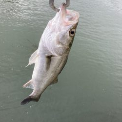 たまたま時合いかな?