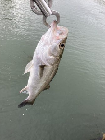 たまたま時合いかな?