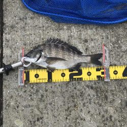 南港ヘチ釣り　9/26