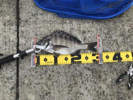 南港ヘチ釣り　9/26