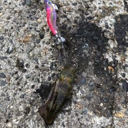 アオリイカエギング③