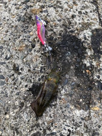 アオリイカエギング③