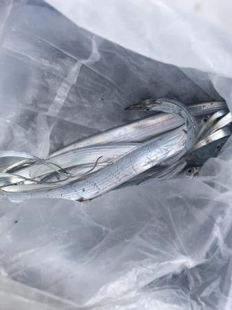 朝マズメの太刀魚釣り